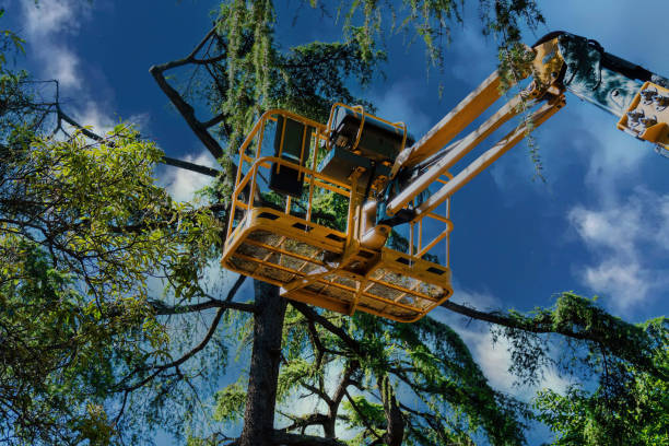 Tree Root Removal in Santa Ynez, CA